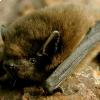 Pipistrello nano 